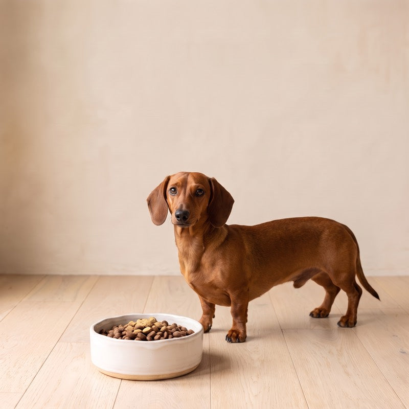 A small red dachshund stands beside its bowl of kibble.