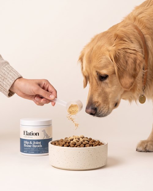 A hand tips a clear scoop of light-brown powder over a bowl of kibble as a golden retriever leans in.