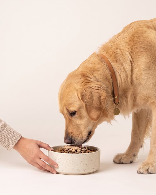 A hand sets the bowl down and the same golden retriever starts eating.