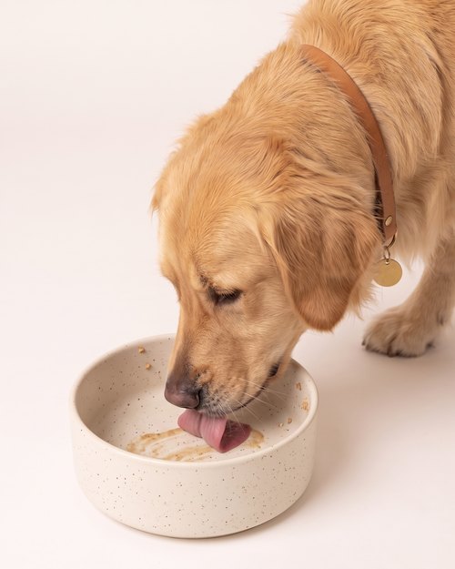 The same golden retriever licks the empty bowl clean.