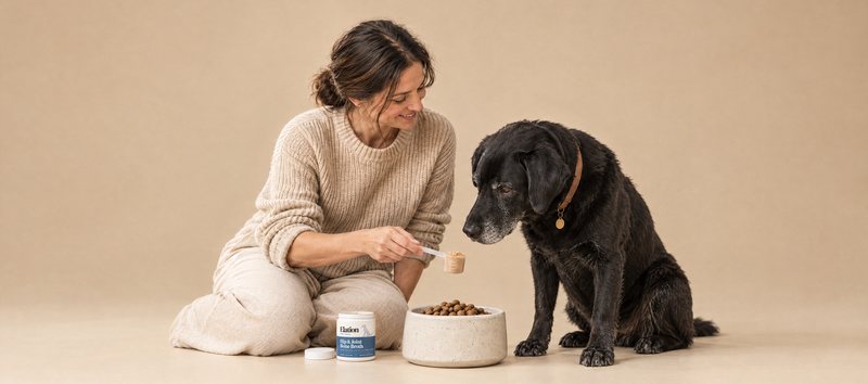 A woman in an oatmeal sweater kneels on a warm studio floor, holding a scoop of Elation powder beside a bowl of kibble while her grey-muzzled black Labrador watches.